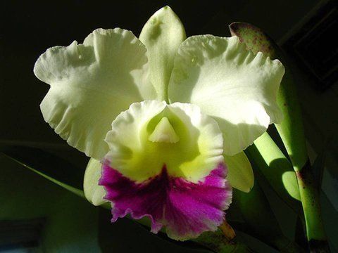 Beautiful Orchid Flowers For Everyone