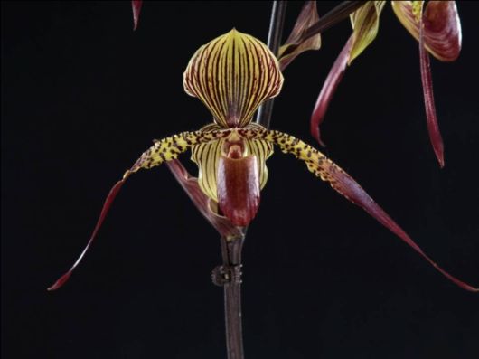 Beautiful Orchid Show in Holland