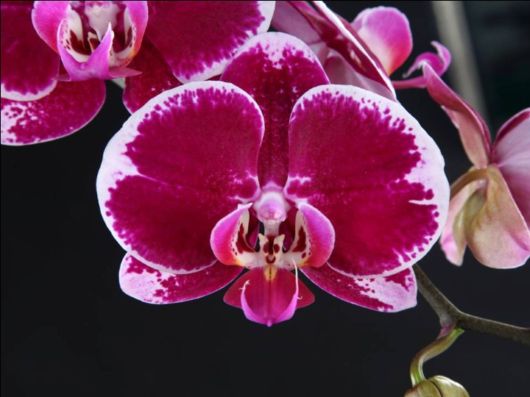 Beautiful Orchid Show in Holland
