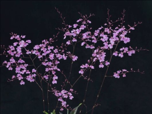 Beautiful Orchid Show in Holland