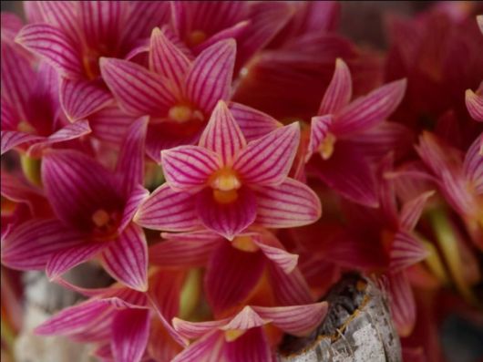 Beautiful Orchid Show in Holland