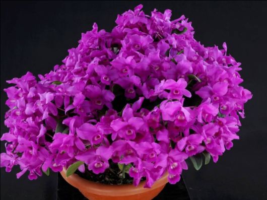 Beautiful Orchid Show in Holland