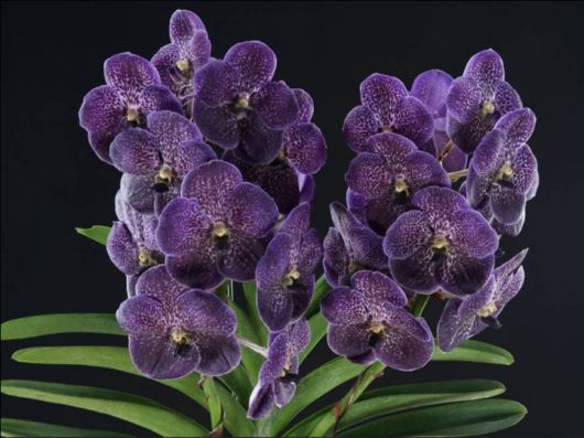 Beautiful Orchid Show in Holland