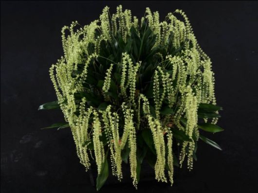 Beautiful Orchid Show in Holland