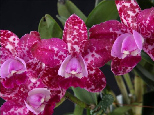 Beautiful Orchid Show in Holland