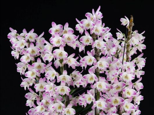 Beautiful Orchid Show in Holland