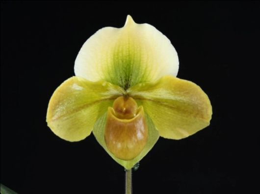 Beautiful Orchid Show in Holland