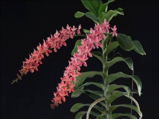 Beautiful Orchid Show in Holland