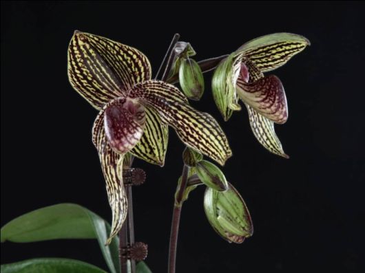 Beautiful Orchid Show in Holland