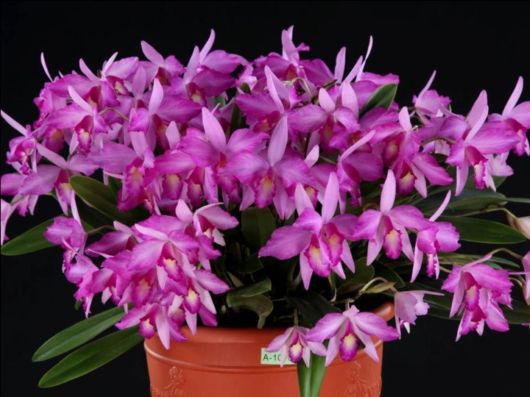 Beautiful Orchid Show in Holland