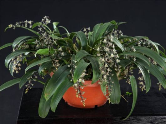 Beautiful Orchid Show in Holland