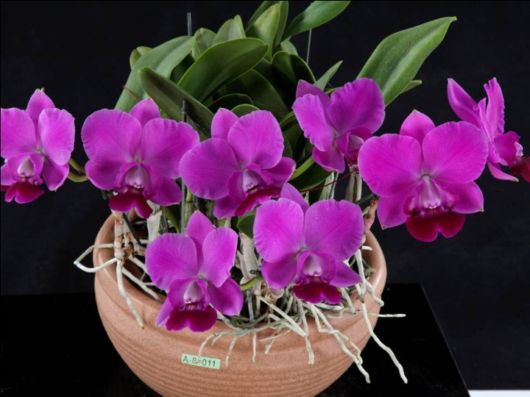 Beautiful Orchid Show in Holland