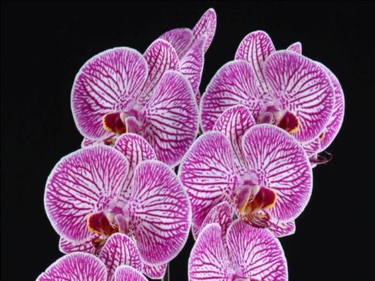 Beautiful Orchid Show in Holland