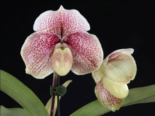 Beautiful Orchid Show in Holland