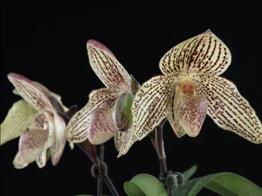 Beautiful Orchid Show in Holland