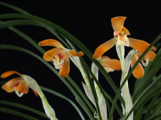 Beautiful Orchid Show in Holland