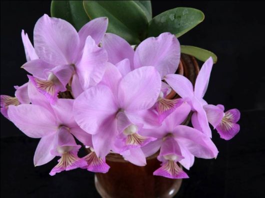 Beautiful Orchid Show in Holland