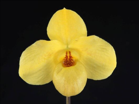 Beautiful Orchid Show in Holland