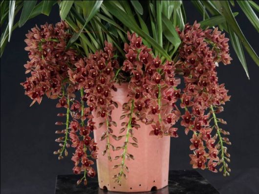 Beautiful Orchid Show in Holland