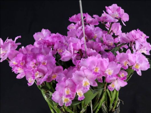 Beautiful Orchid Show in Holland