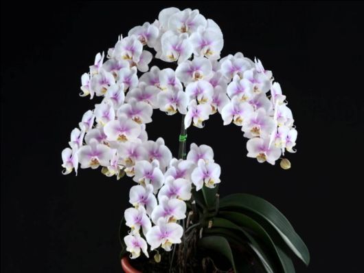 Beautiful Orchid Show in Holland