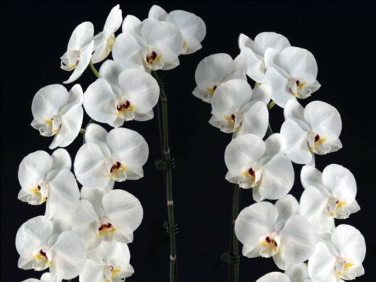 Beautiful Orchid Show in Holland