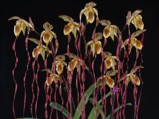 Beautiful Orchid Show in Holland