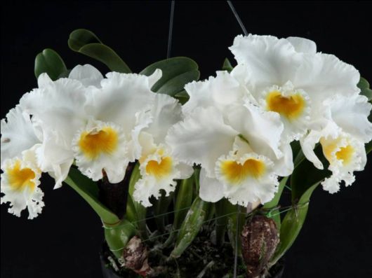 Beautiful Orchid Show in Holland