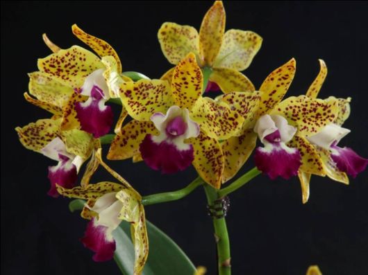 Beautiful Orchid Show in Holland