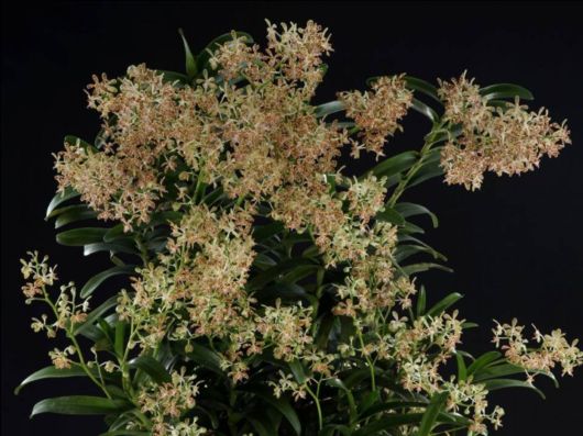 Beautiful Orchid Show in Holland