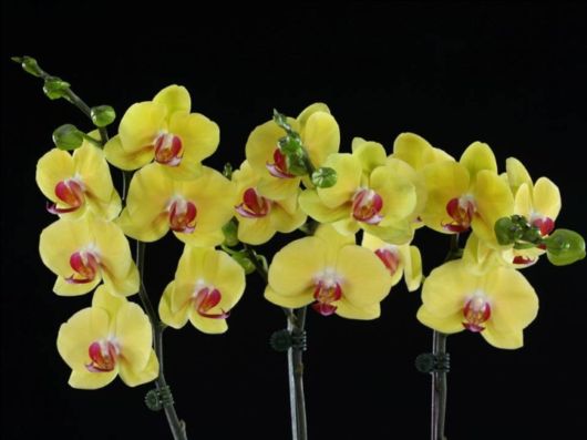 Beautiful Orchid Show in Holland