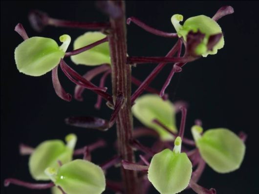 Beautiful Orchid Show in Holland