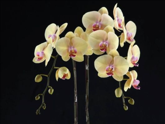 Beautiful Orchid Show in Holland