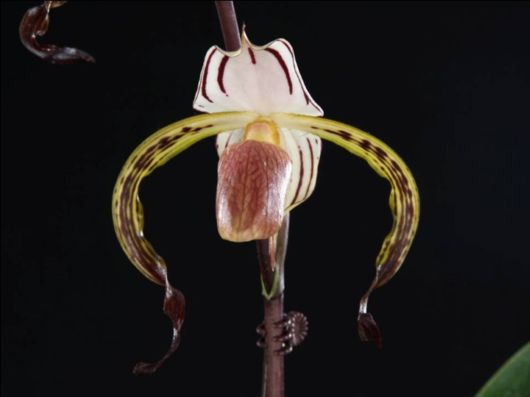 Beautiful Orchid Show in Holland