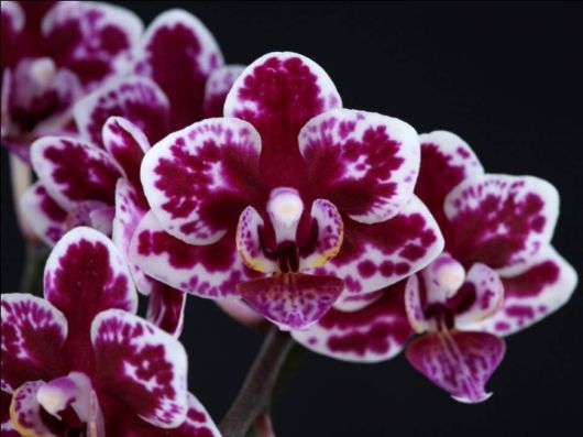 Beautiful Orchid Show in Holland