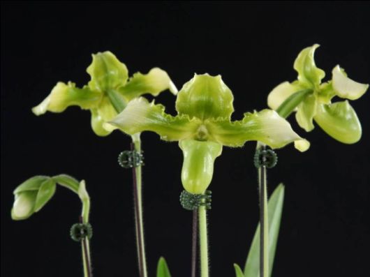 Beautiful Orchid Show in Holland