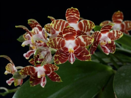 Beautiful Orchid Show in Holland