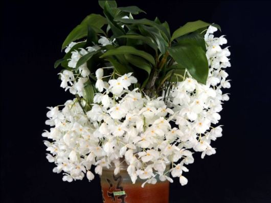 Beautiful Orchid Show in Holland