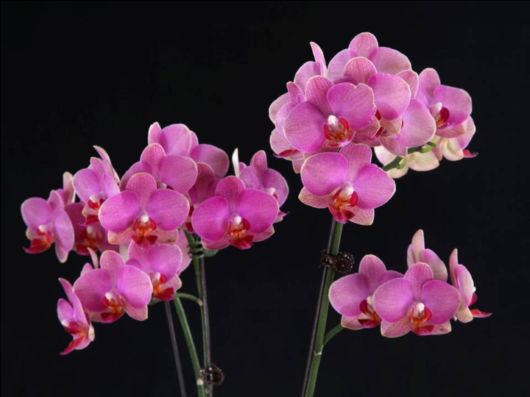 Beautiful Orchid Show in Holland