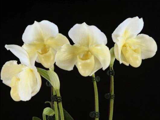 Beautiful Orchid Show in Holland