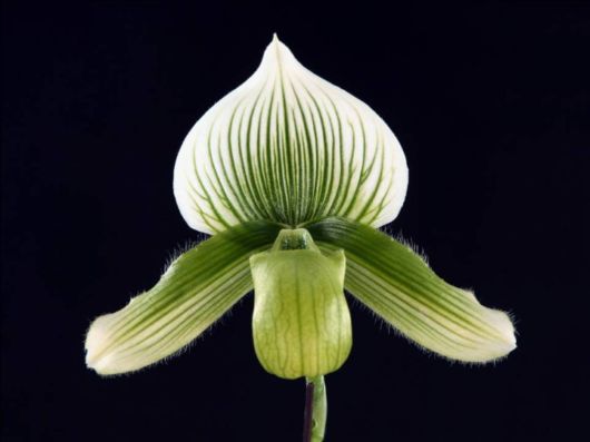 Beautiful Orchid Show in Holland