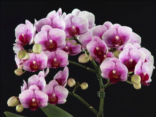 Beautiful Orchid Show in Holland