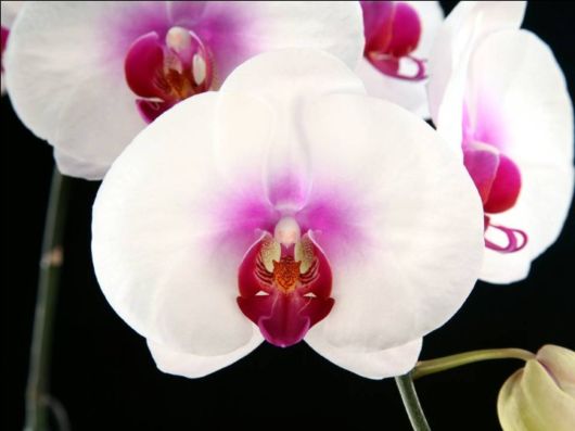 Beautiful Orchid Show in Holland