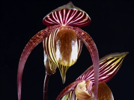 Beautiful Orchid Show in Holland