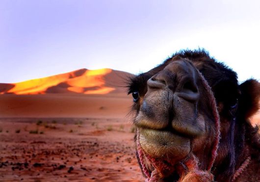 Travelling Through A Desert