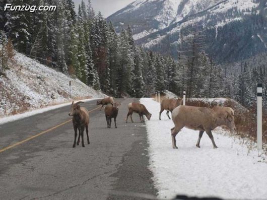 The Incredible Canada