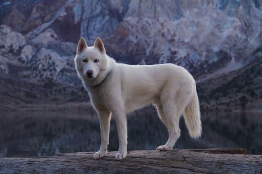 The Adventures Of John And Wolf