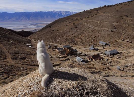 The Adventures Of John And Wolf