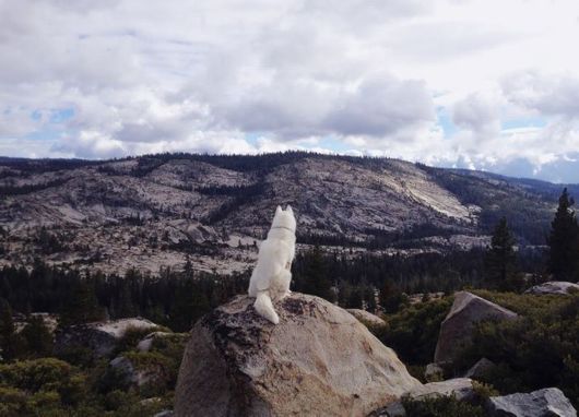 The Adventures Of John And Wolf