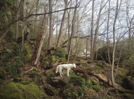 The Adventures Of John And Wolf